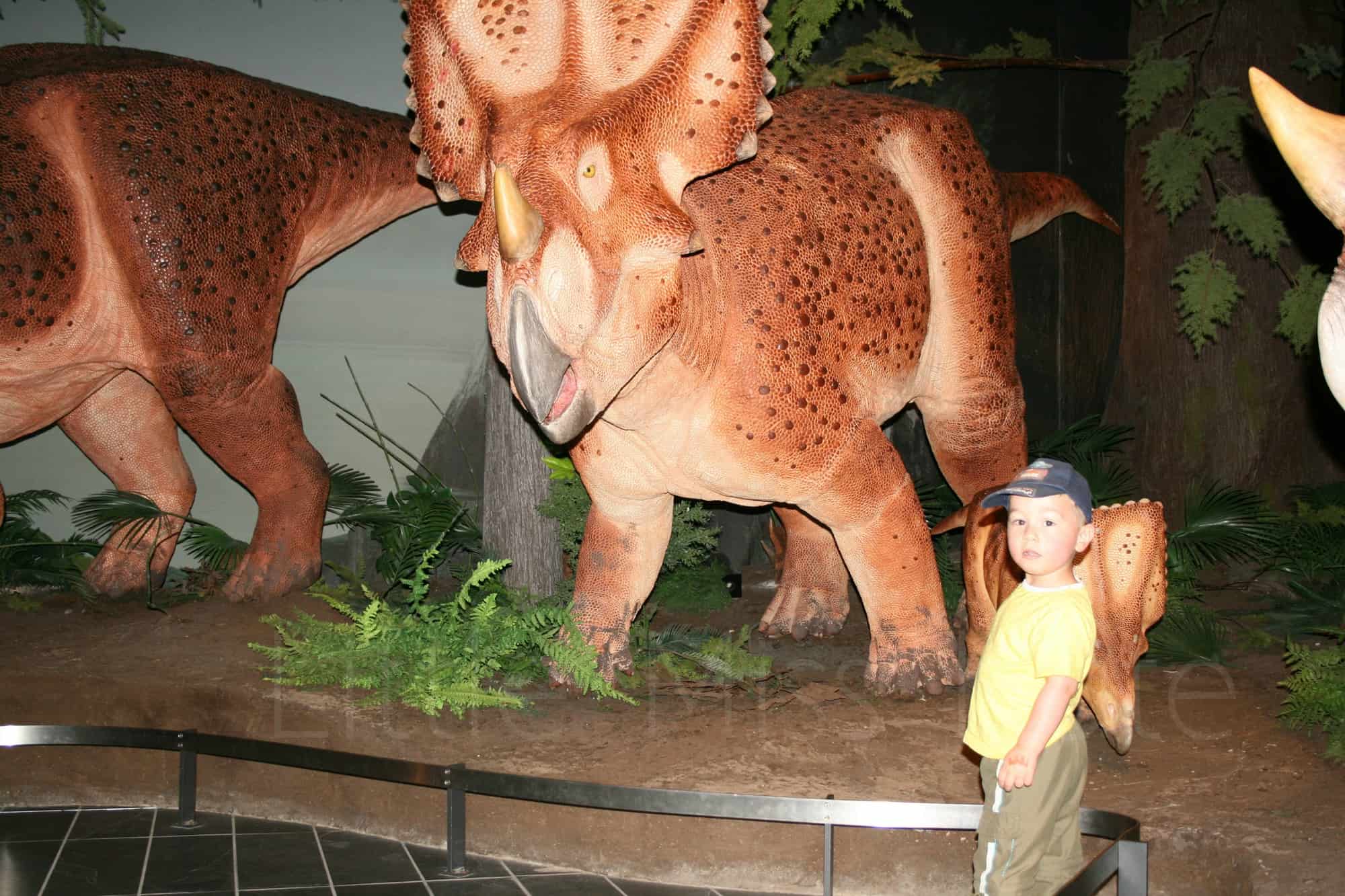 Museum of Nature Review – Nature Up Close