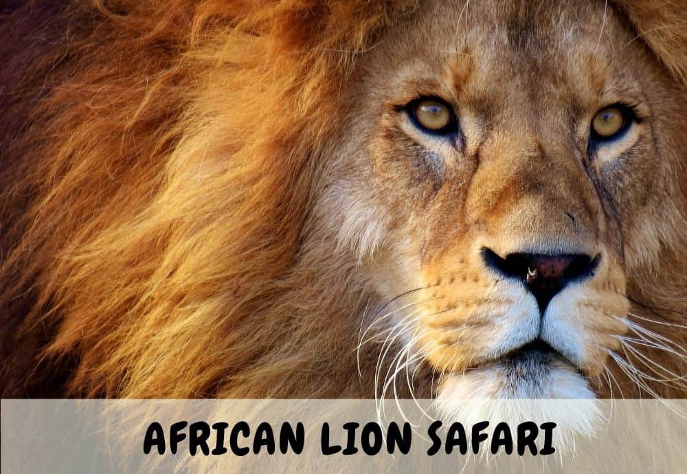 African Lion Safari Guide
