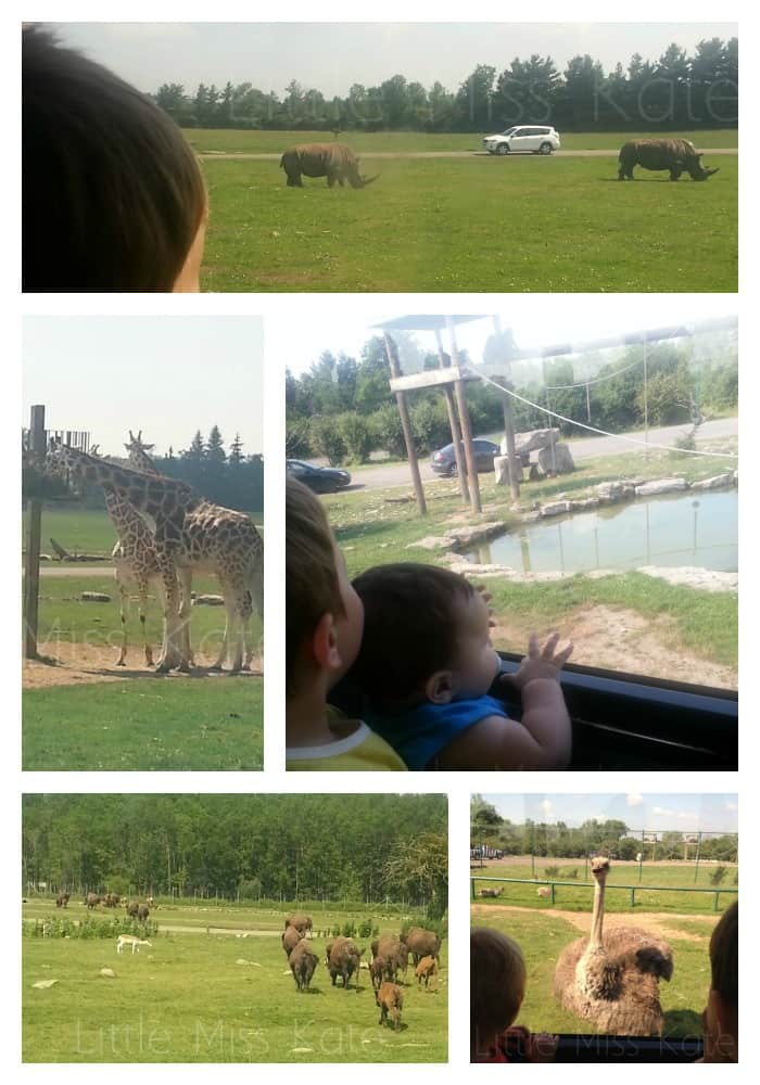 African Lion Safari 