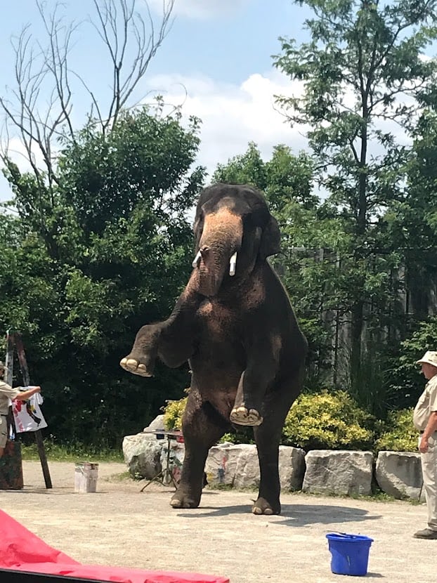 African Lion Safari 