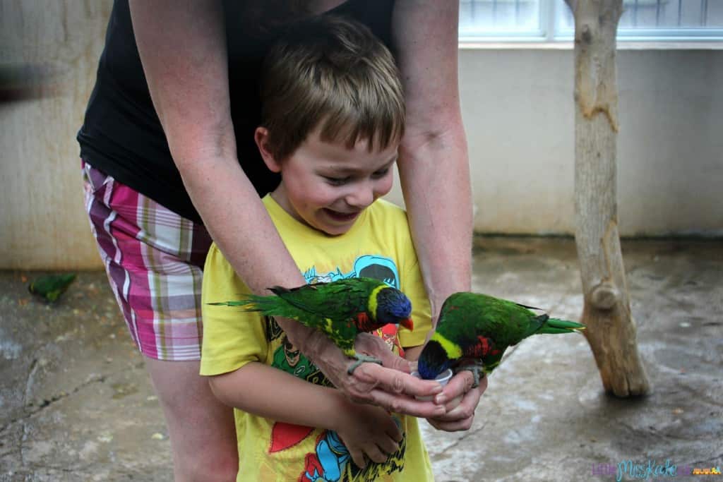 Bird kingdom Things To Do In Niagara Falls With Kids