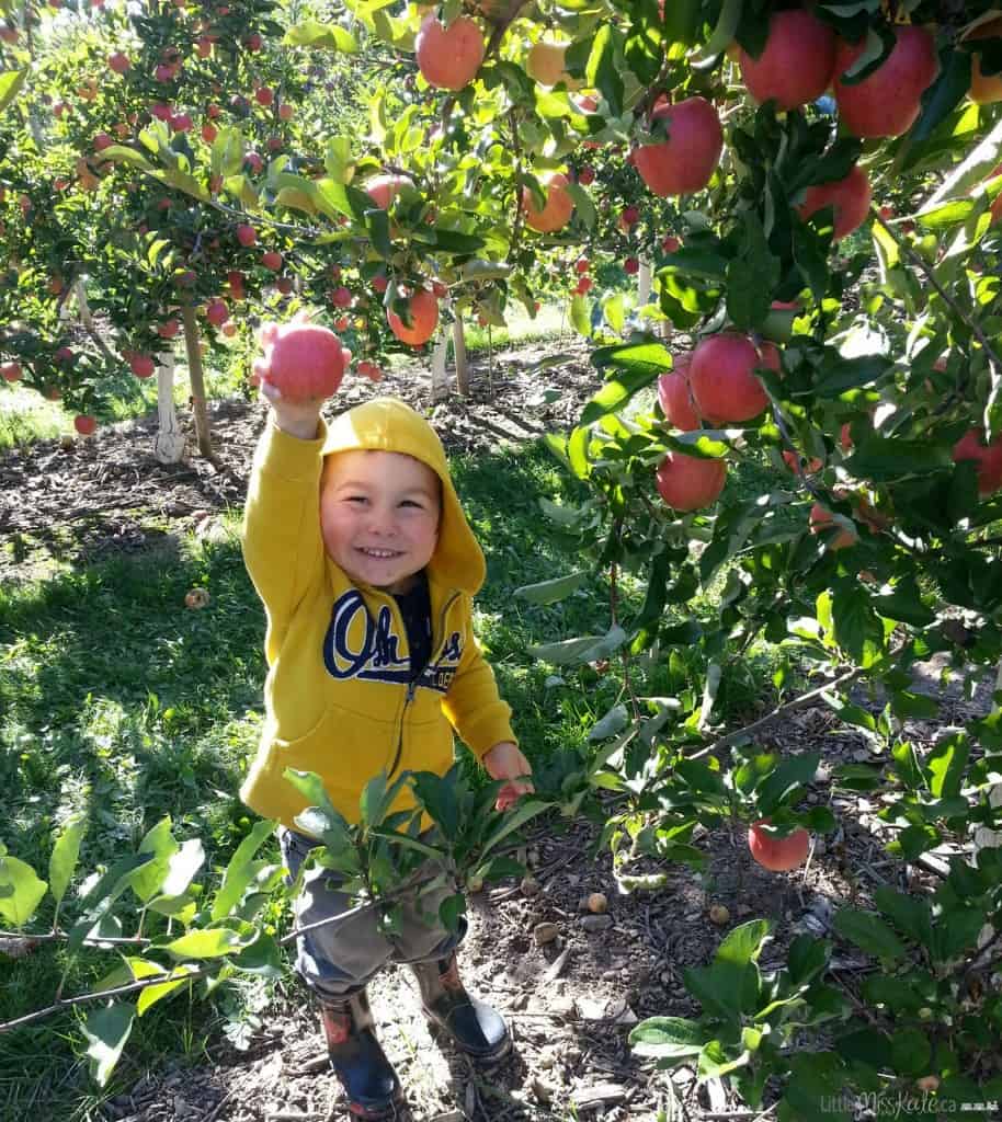 Best Apple Picking Near Brampton and Mississauga