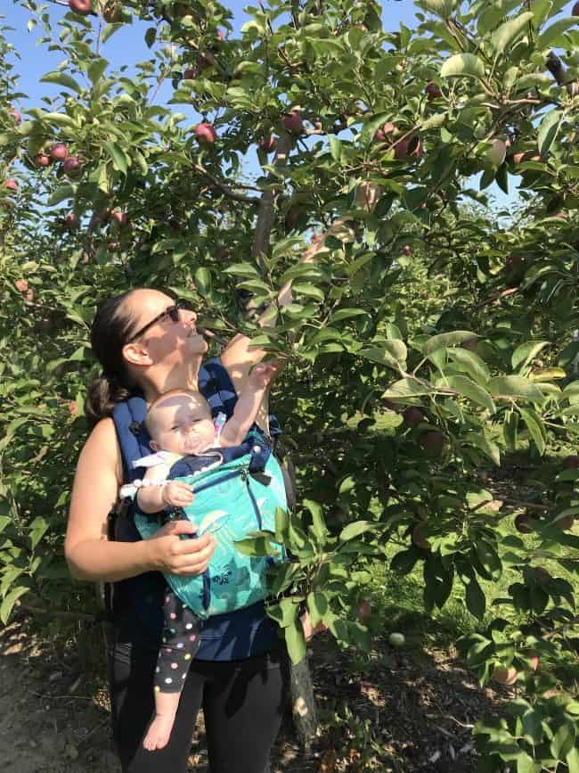 Apple Picking in Brampton