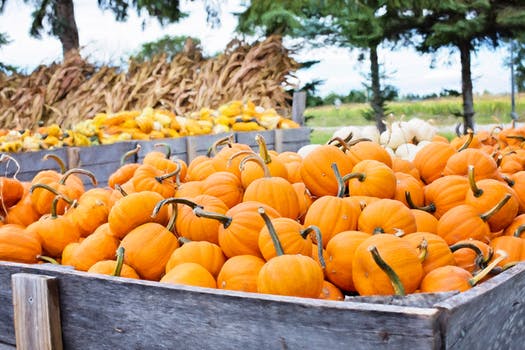 Pumpkin Picking in Mississauga