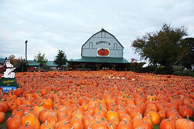 Easy pumpkin recipes