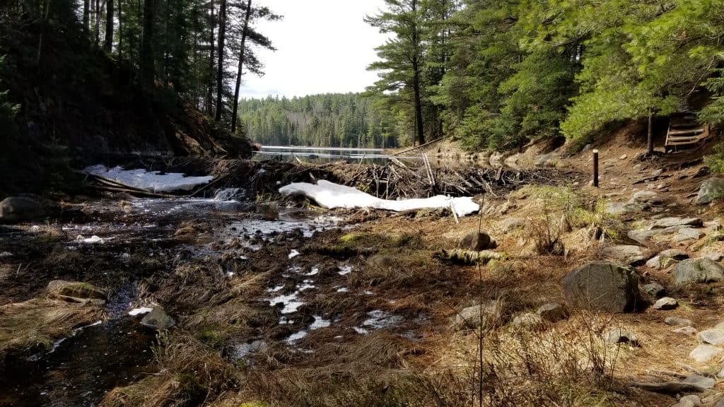 Beaver Lake Trail Algonquin Park