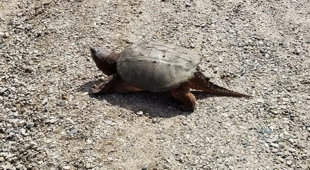 Snapping turtle Algonquin Park