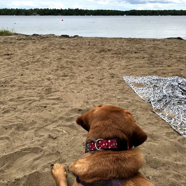 Dog Beach at Balsam Lake