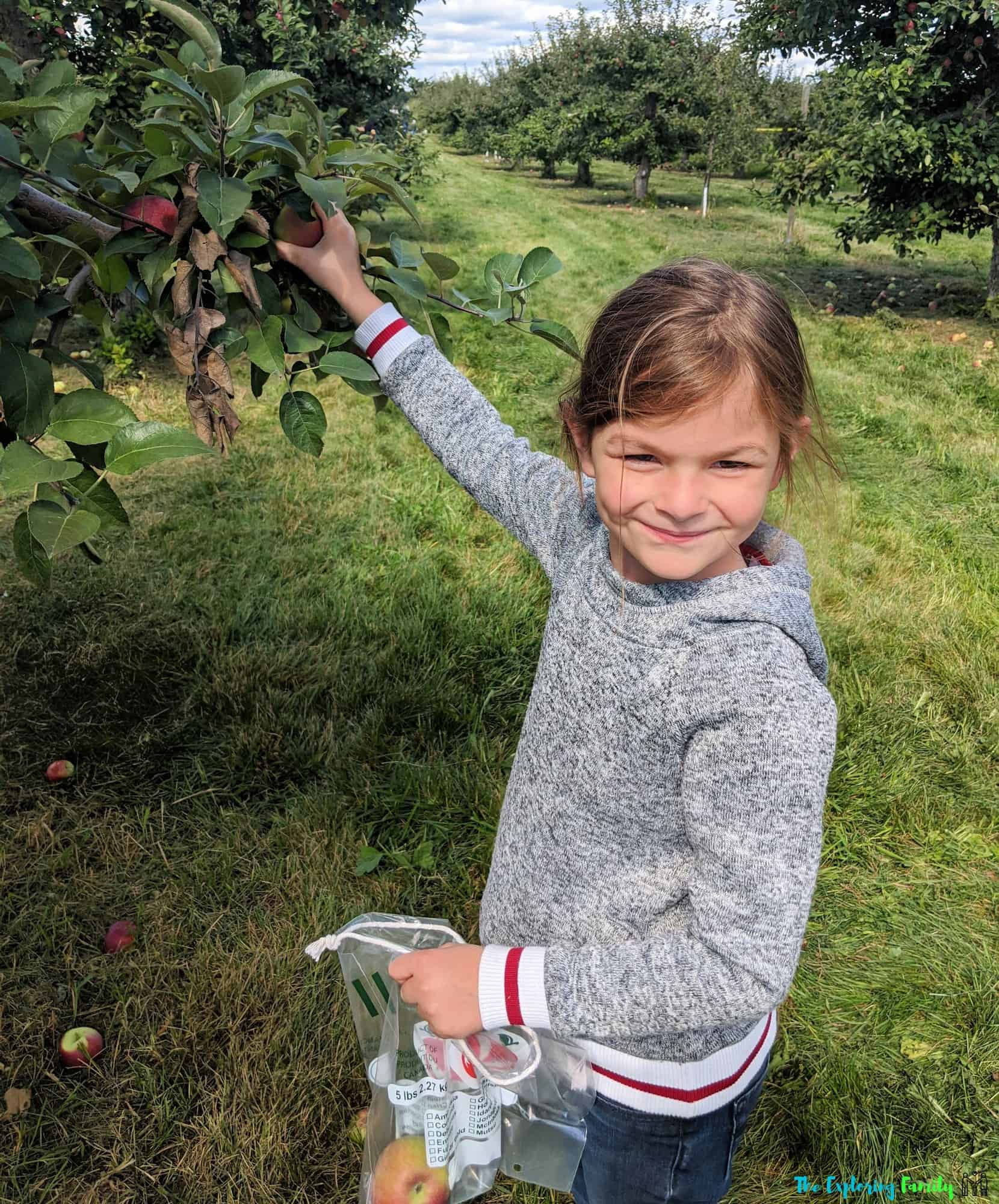 dixie orchards apple picking brampton mississauga easy for kids