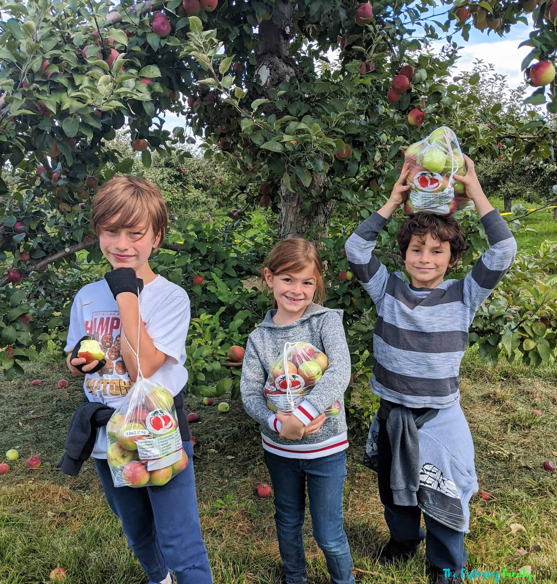 dixie orchards apple picking brampton mississauga easy for kids