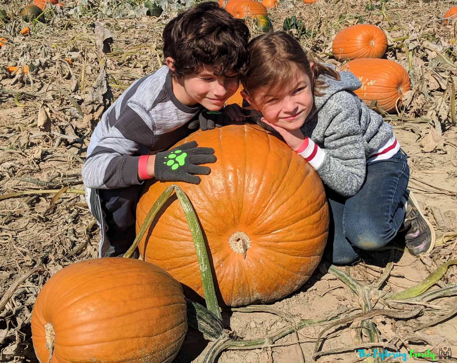 Dixie Orchards Pumpkin Patch Brampton Mississauga