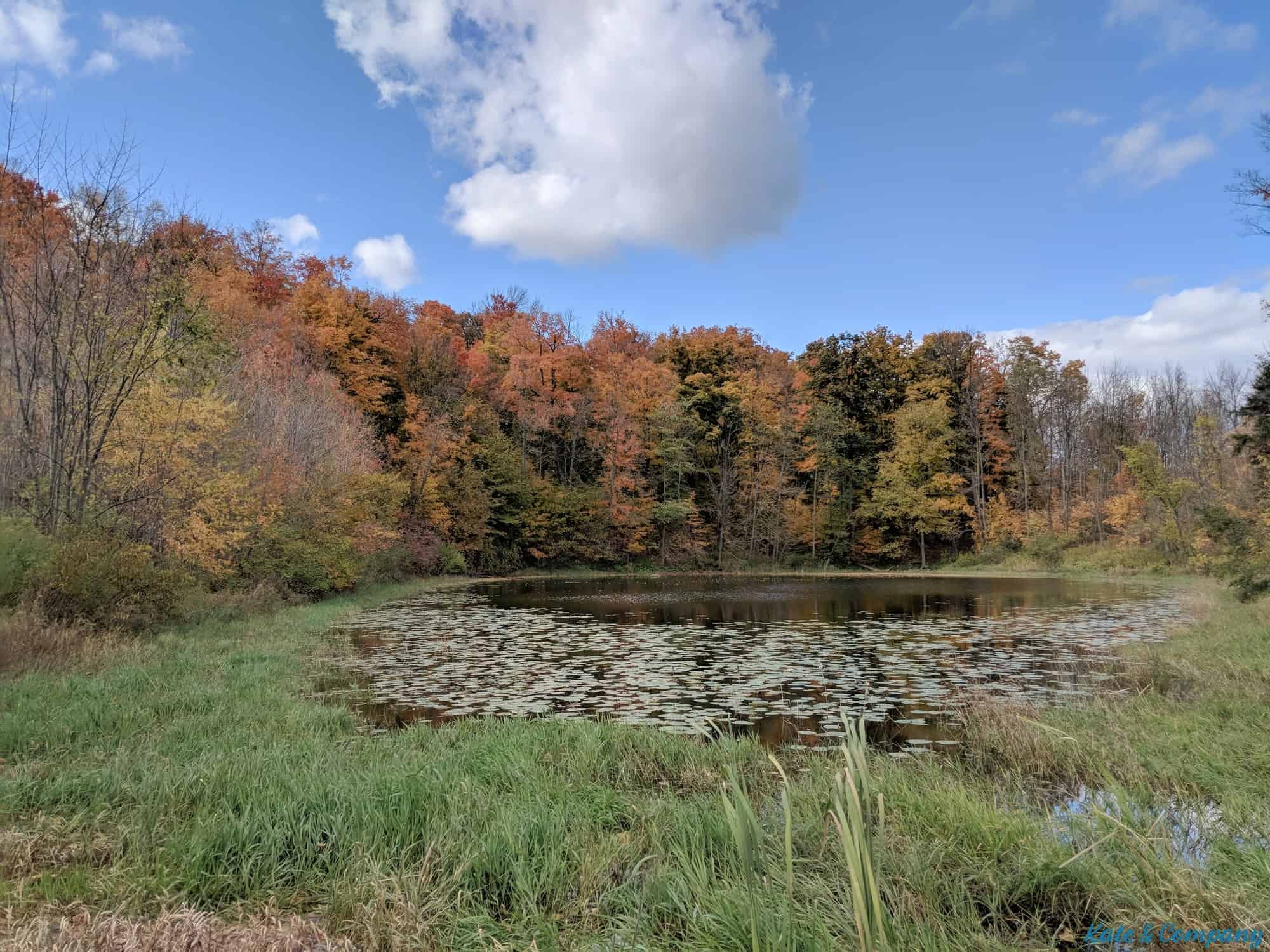 Forks of the Credit Fall Colours