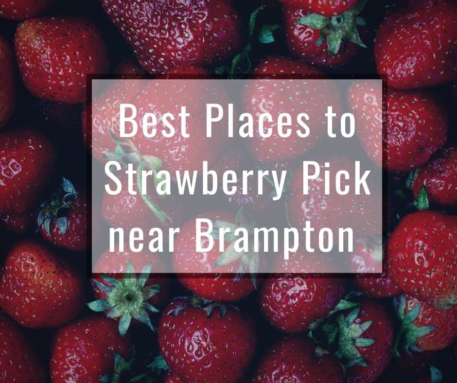 Best Places to Strawberry Pick Near Brampton