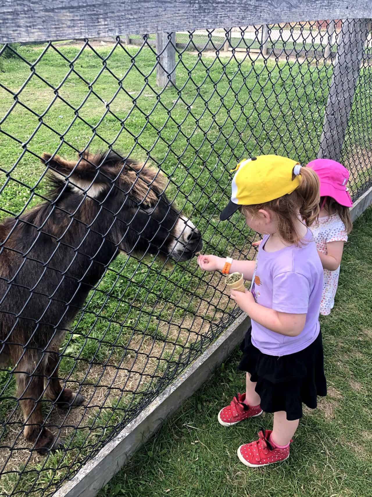 The Best Farms In Ontario And Petting Zoos That Are Perfect For A   IMG 9391 1280x1707 