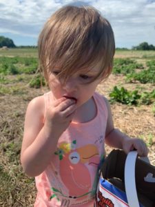 Best Places to Strawberry Pick Near Brampton