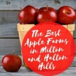 Apple Picking in Milton