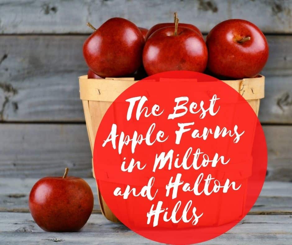 Apple Picking in Milton