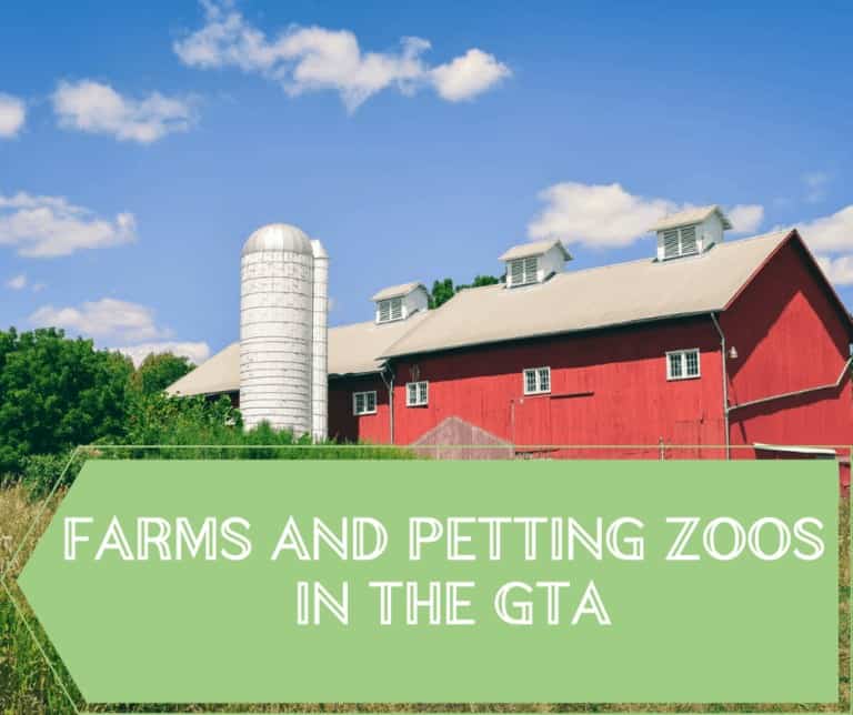 The Best Farms In Ontario And Petting Zoos That Are Perfect For A   Ice Cream 2 768x644 