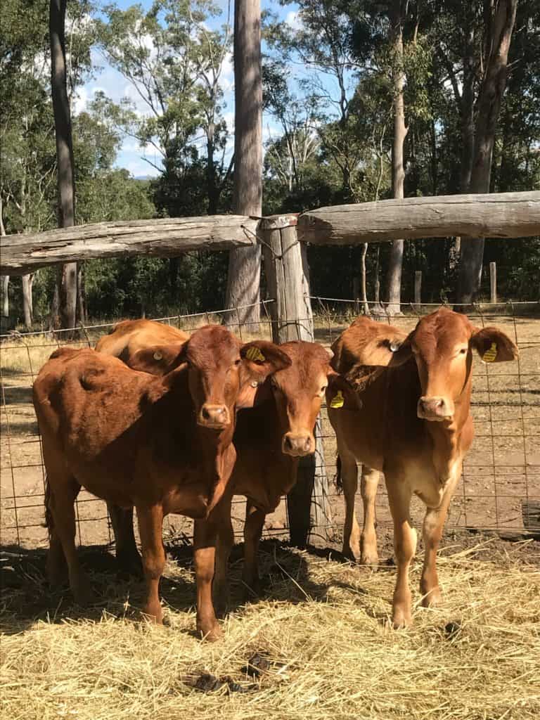 Farms and Petting Zoos in the GTA