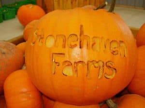 Stonehaven Pumpking Picking