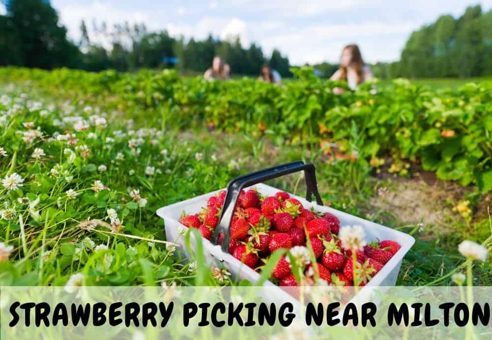 Strawberry Picking in Milton and Georgetown