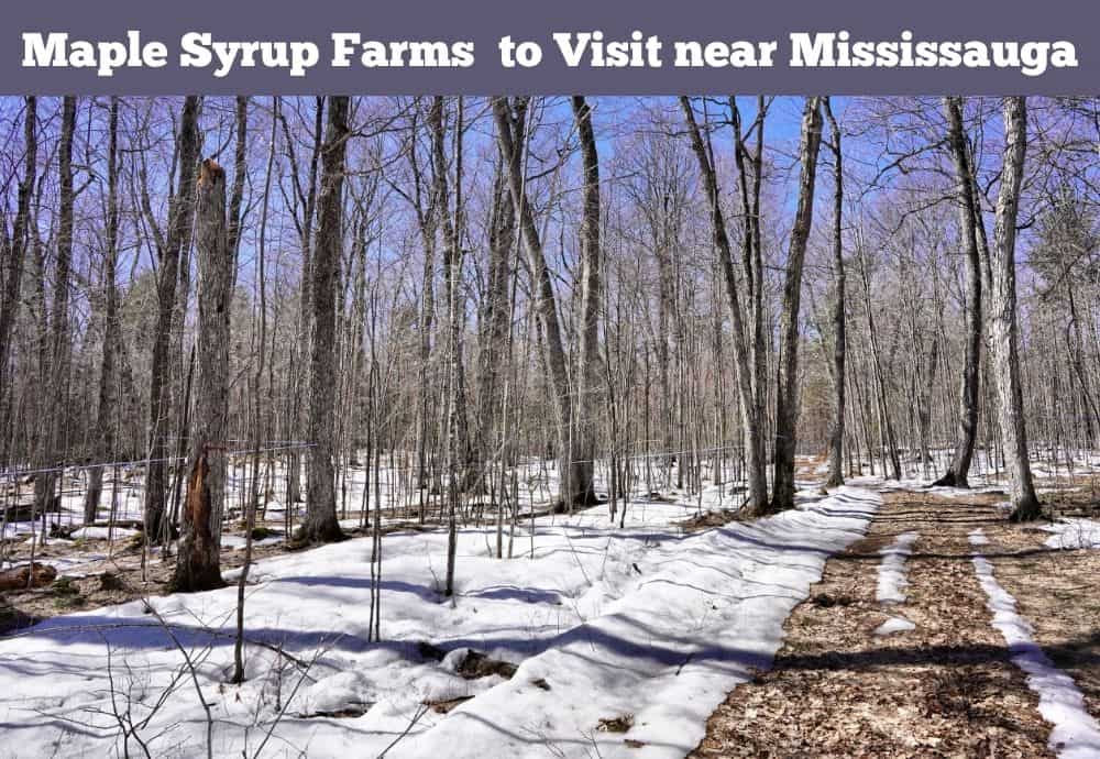 Maple Syrup Farms near Mississauga