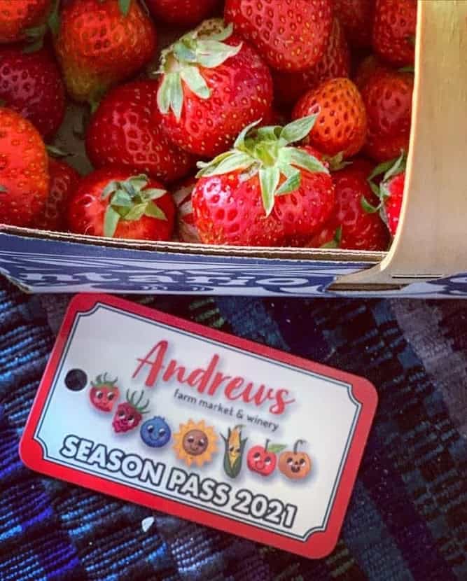 Strawberry Picking in Milton and Georgetown