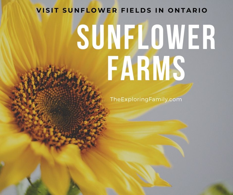 Sunflower Farms in Ontario