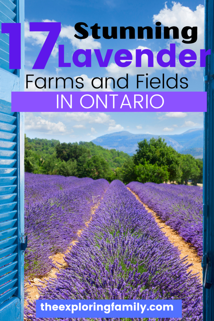 best lavender farms in Ontario