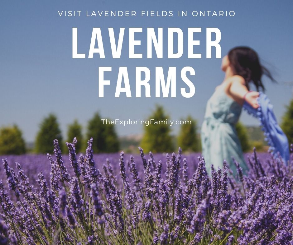 lavender farms lavender fields ontario