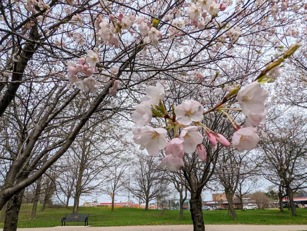 when do Cherry Blossoms bloom in Ontario