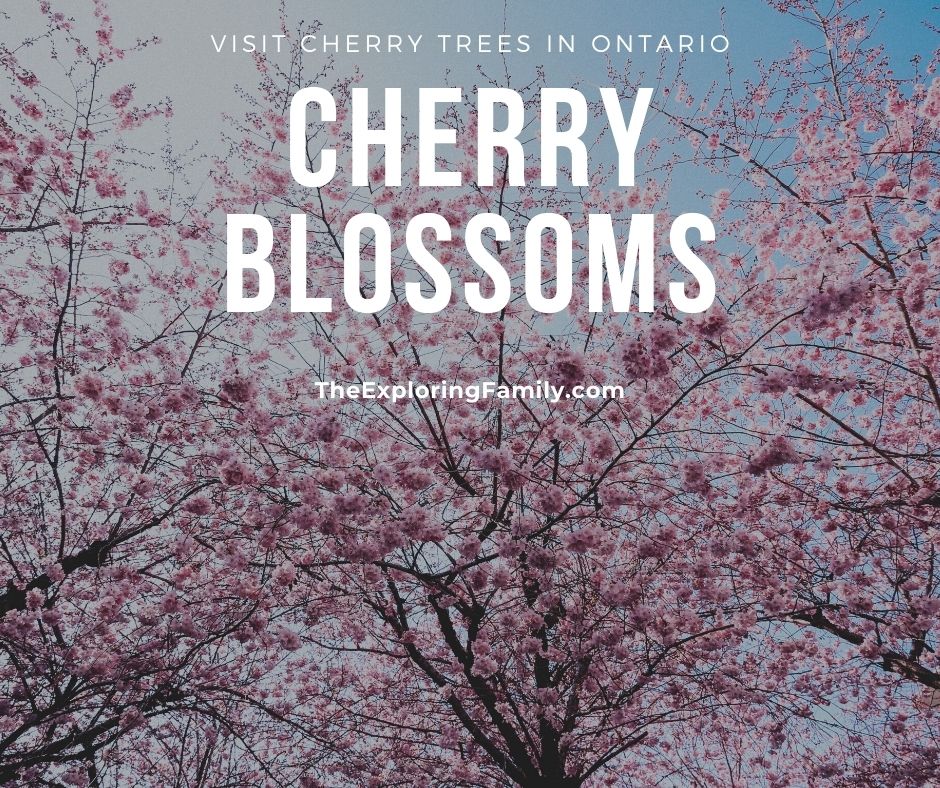 Places To See Cherry Blossoms In The Greater Toronto Area Brampton Mississauga
