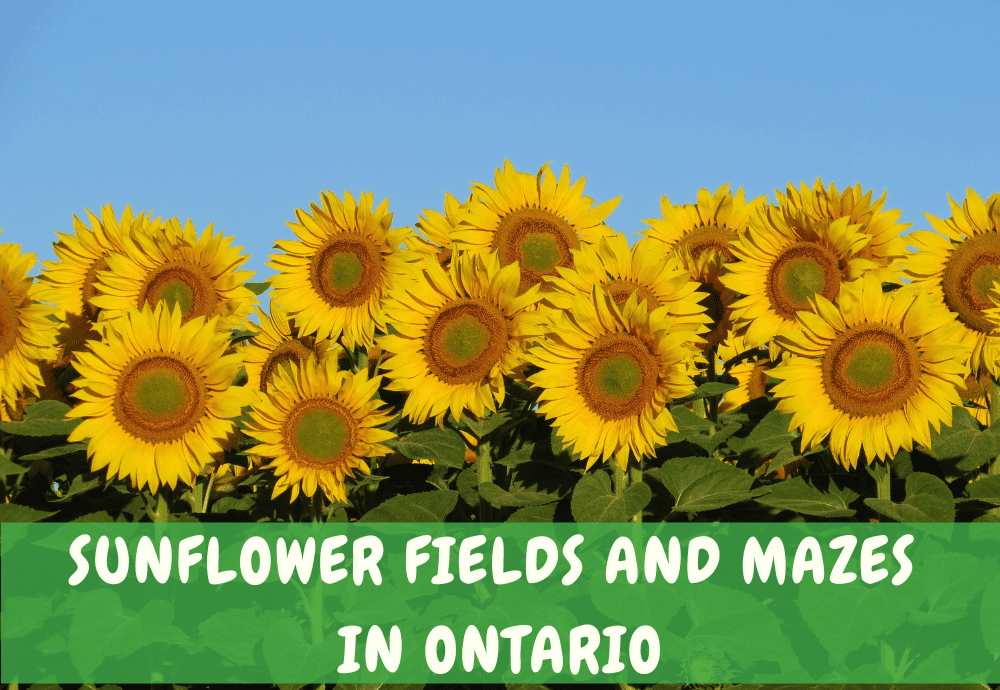 Sunflower fields Ontario Sunflower Mazes Ontario Toronto Mississauga Brampton