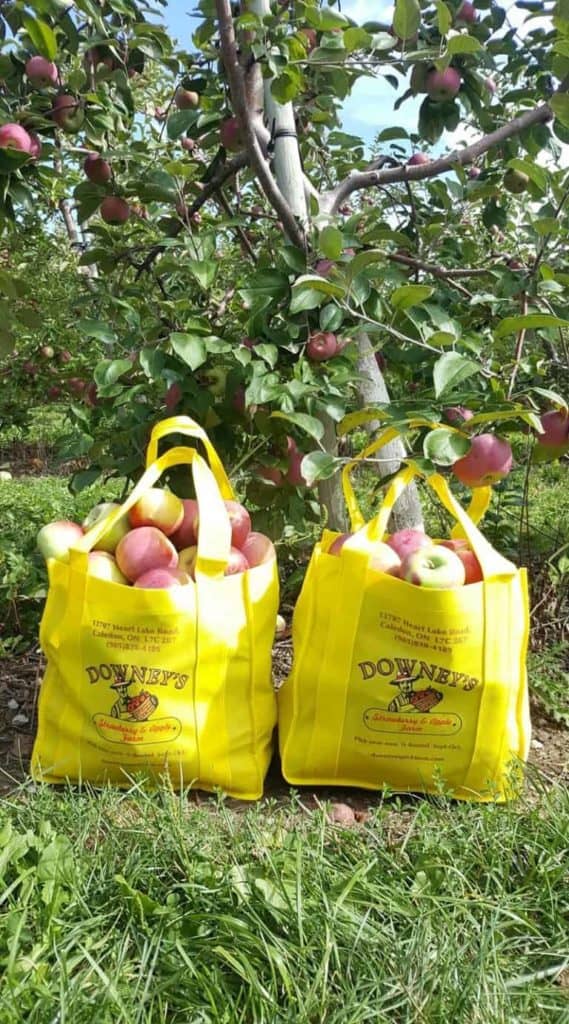 Downeys Farm Brampton Apple Picking