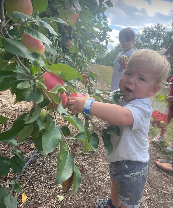Chudleigh's apple picking with kids
