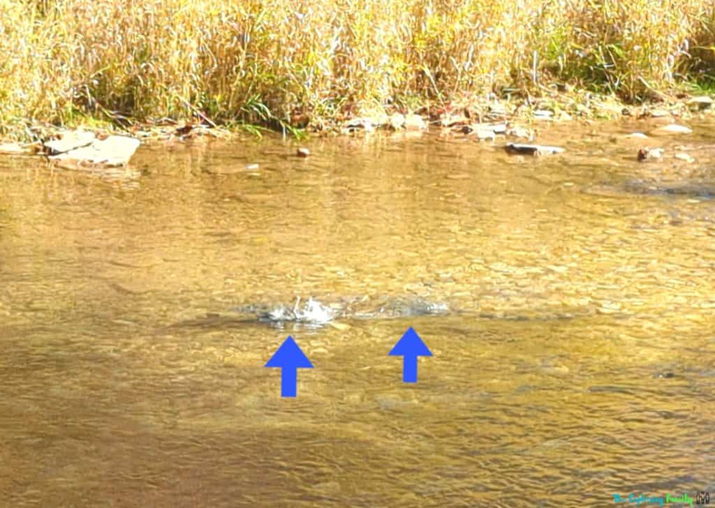 salmon run ontario lions valley park