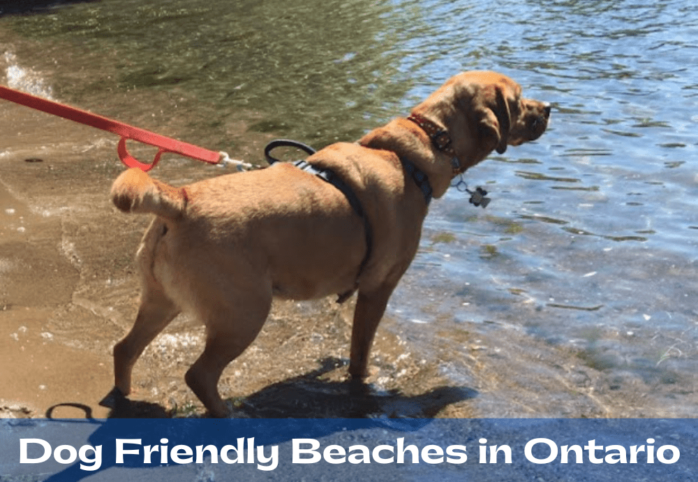 Dog Friendly Beaches in Ontario