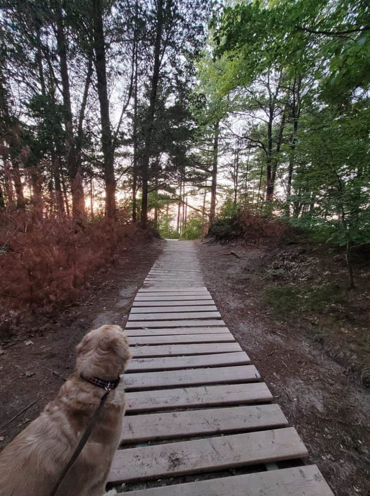 Ontario dog beaches