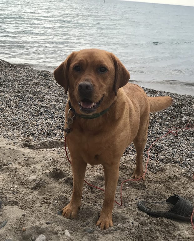 best ontario dog beaches