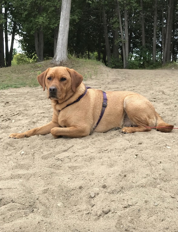 dog beaches in ontario