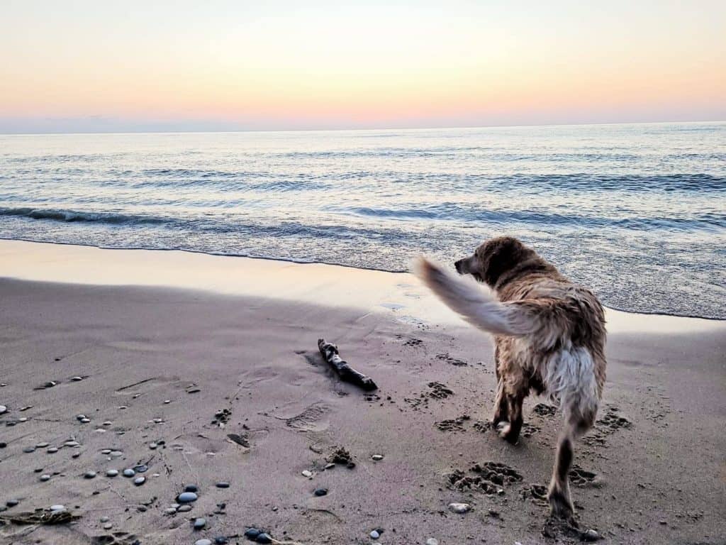 dog friendly beaches in ontario