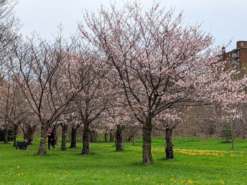 Cherry Blossoms Joyce Archdekin Park Brampton