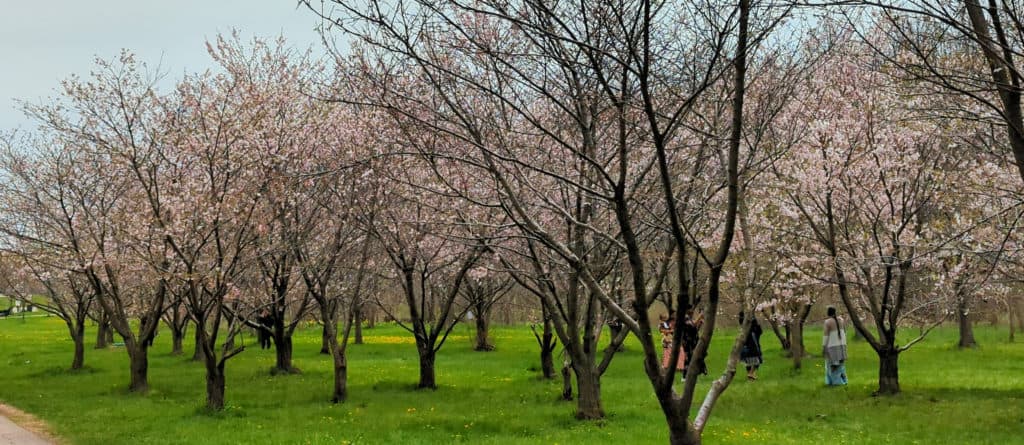 Cherry Blossom Park Brampton