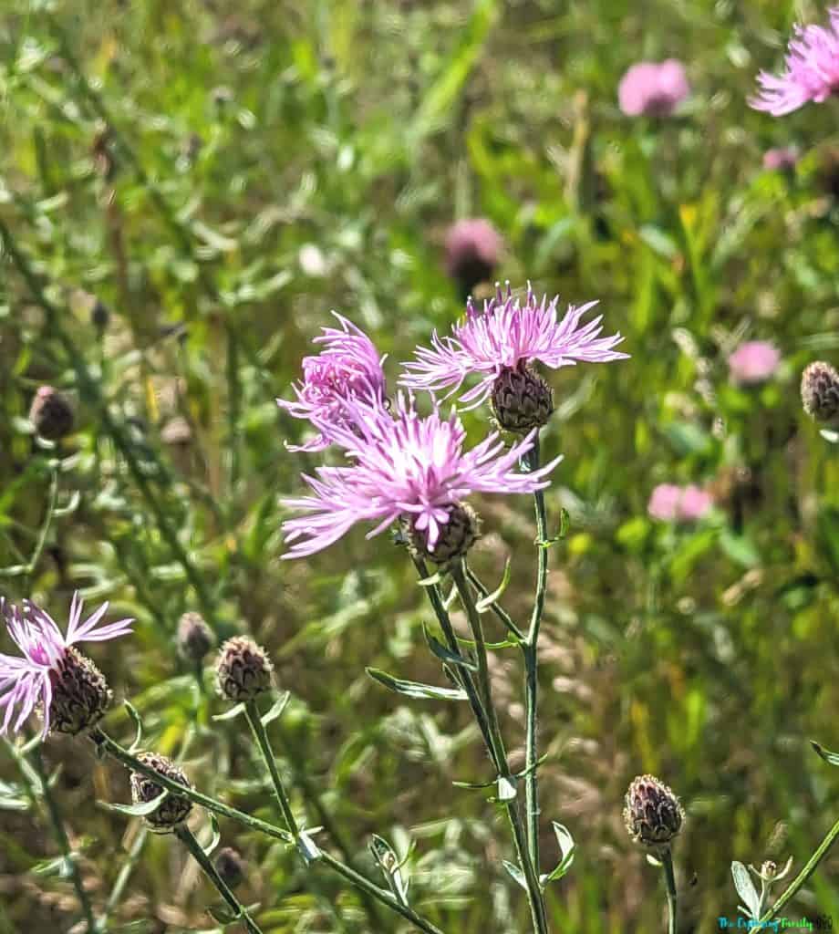 Island lake conservation area hiking