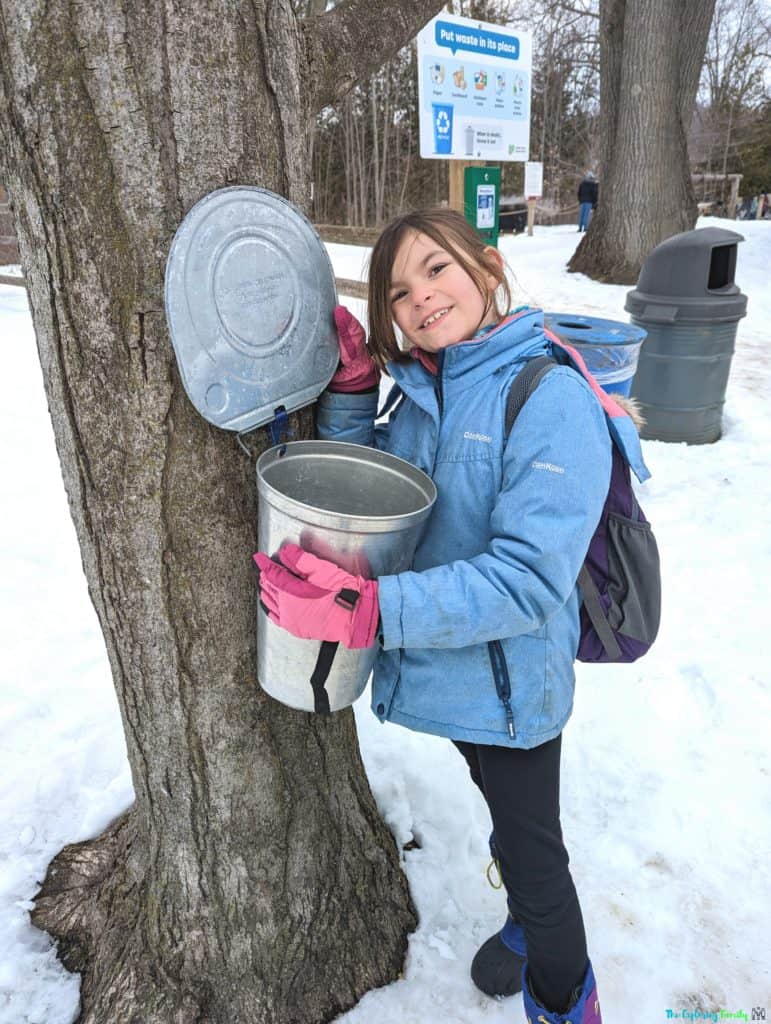 Terra Cotta Conservation Area Maple Syrup festival ontario collecting sap